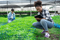 cannabis accounting and 280e tax advisory