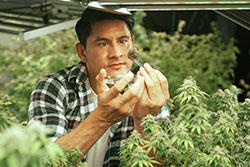 Cannabis CFO services